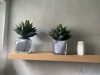 Plant in pot - afbeelding 2 van  2