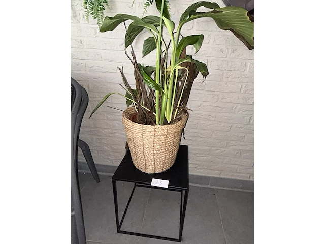 Plant + tafel - afbeelding 1 van  1