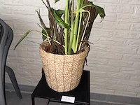 Plant + tafel - afbeelding 1 van  1