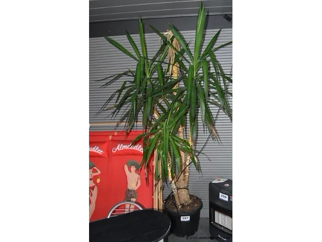 Plant - afbeelding 1 van  1