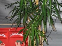 Plant - afbeelding 1 van  1