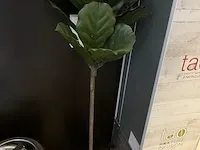 Plant - afbeelding 1 van  4