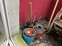 Plant - afbeelding 3 van  4