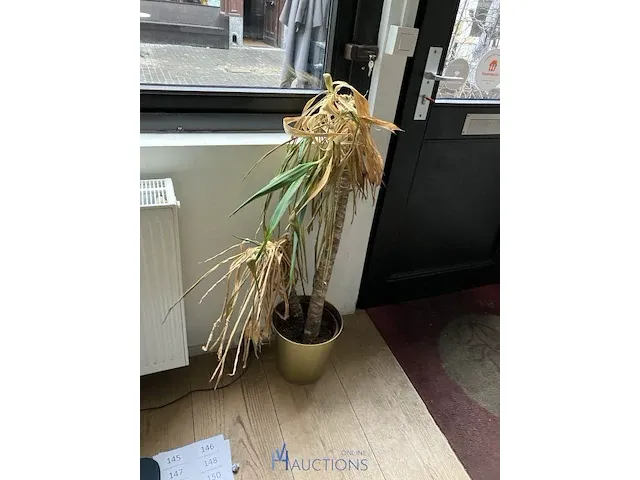 Plant - afbeelding 4 van  4