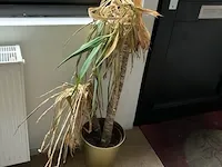 Plant - afbeelding 4 van  4