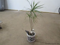 Plant - afbeelding 1 van  1