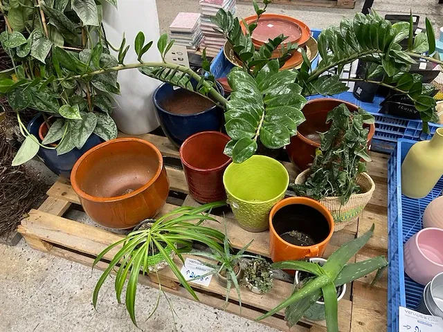 Planten, bloempotten - afbeelding 1 van  4