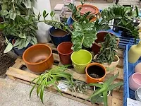 Planten, bloempotten