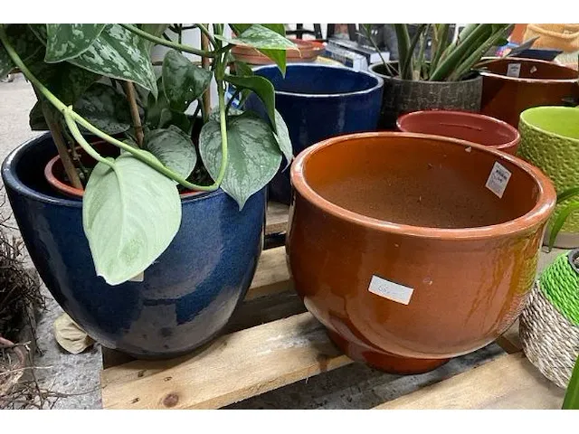Planten, bloempotten - afbeelding 2 van  4