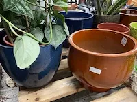 Planten, bloempotten - afbeelding 2 van  4