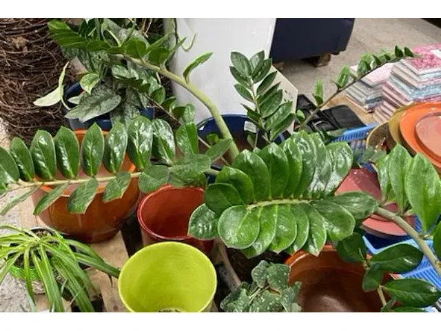 Planten, bloempotten - afbeelding 3 van  4