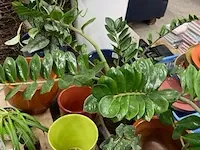 Planten, bloempotten - afbeelding 3 van  4