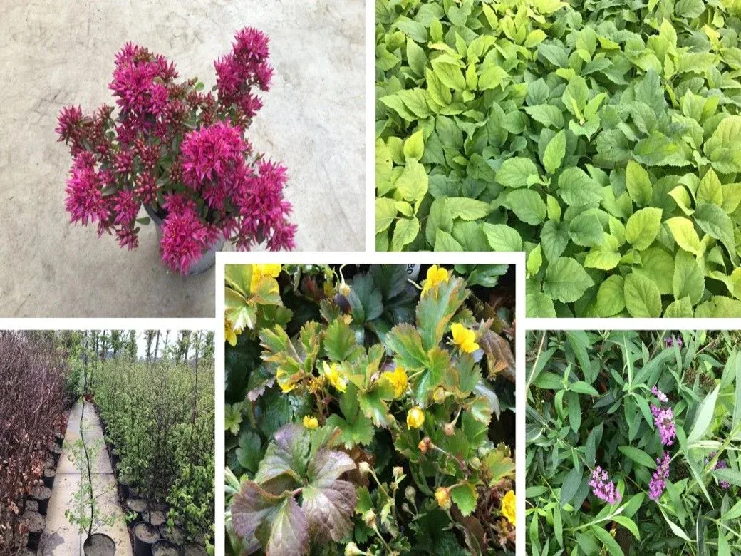 Planten, hagen & bomen - westerlo - 27/11/2023