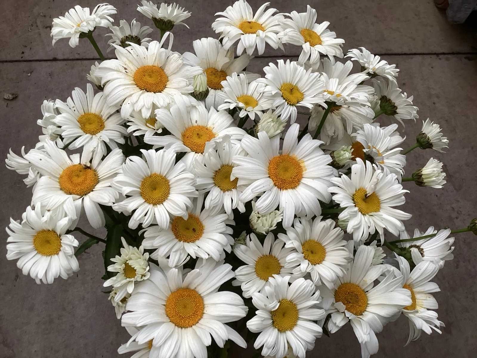 Planten, hagen & bomen