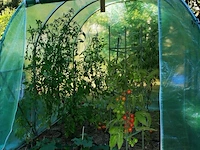 Plantensteun driehoekig - afbeelding 5 van  6