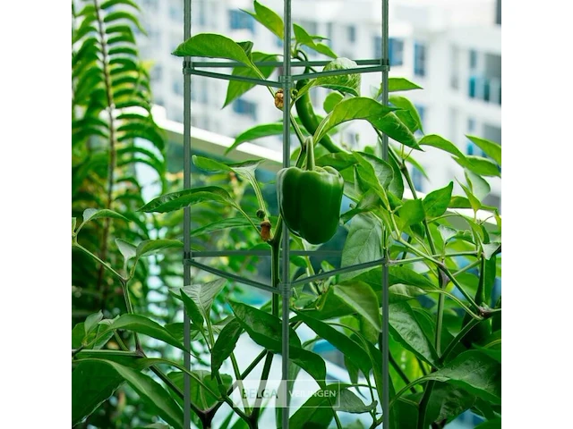 Plantensteun driehoekig - afbeelding 6 van  6