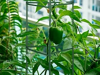 Plantensteun driehoekig - afbeelding 6 van  6