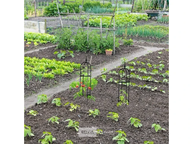 Plantensteun klimplanten - afbeelding 8 van  9