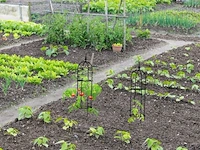 Plantensteun klimplanten - afbeelding 8 van  9