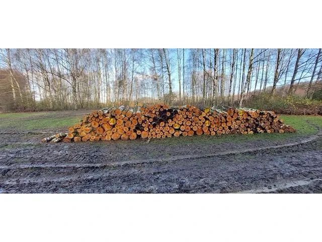 Plm 10 stère berk - afbeelding 1 van  1