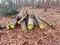 Plm 6 stère kastanje - afbeelding 2 van  3