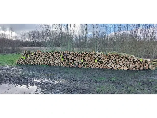 Plm 9 stère eik - afbeelding 1 van  1