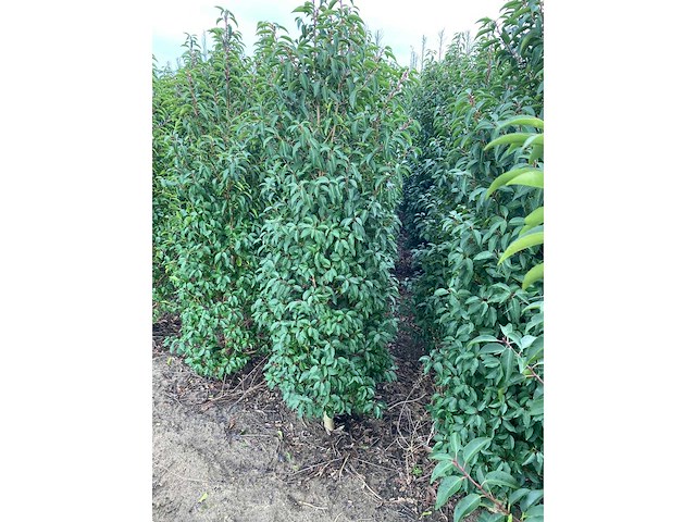 Portugese laurier (ca. 160-180cm) - haag (10x) - afbeelding 5 van  6