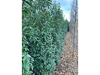 Portugese laurier (ca. 160-180cm) haag (25x) - afbeelding 4 van  6