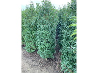 Portugese laurier (ca. 160-180cm) haag (25x) - afbeelding 5 van  6