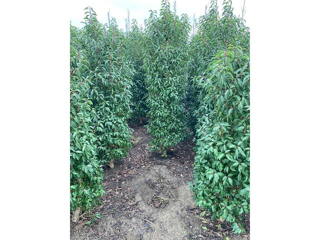 Portugese laurier (ca. 160-180cm) haag (25x) - afbeelding 6 van  6