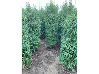 Portugese laurier (ca. 160-180cm) haag (25x) - afbeelding 6 van  6