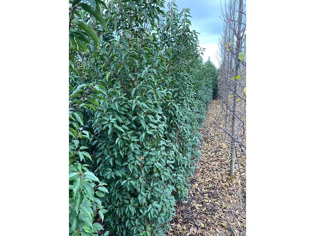 Portugese laurier (ca. 160-180cm) haag (25x) - afbeelding 4 van  6