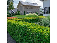 Portugese laurier (ca. 80-100cm) - haag (10x) - afbeelding 2 van  4