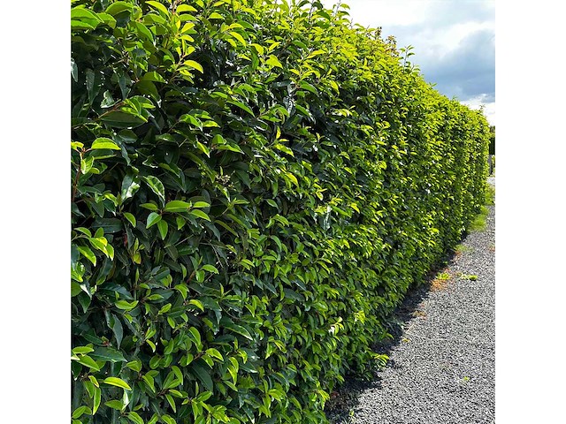 Portugese laurier (ca. 80-100cm) - haag (10x) - afbeelding 1 van  4