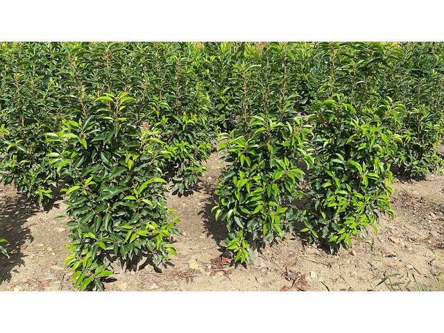 Portugese laurier (ca. 80-100cm) - haag (10x) - afbeelding 4 van  4