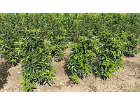 Portugese laurier (ca. 80-100cm) - haag (10x) - afbeelding 4 van  4