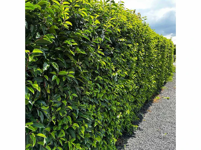 Portugese laurier (ca. 80-100cm) haag (25x) - afbeelding 1 van  4