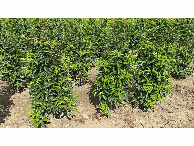 Portugese laurier (ca. 80-100cm) haag (25x) - afbeelding 4 van  4