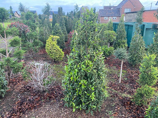 Prunus lucitanice 160 cm piramide (met kluit) haag - afbeelding 1 van  1