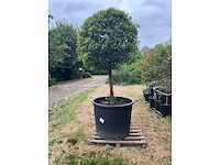Prunus planten met pot
