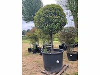 Prunus planten met pot - afbeelding 2 van  2