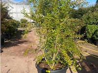 Punica (granaatappel)