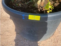 Punica (granaatappel) - afbeelding 2 van  2