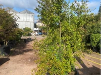 Punica (granaatappel)