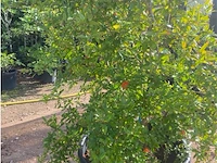 Punica (granaatappel)
