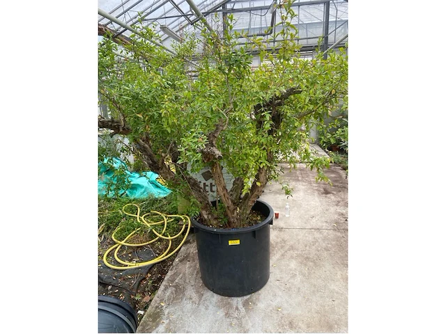 Punica (granaatappel) - afbeelding 1 van  2