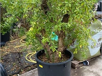 Punica (granaatappel) - afbeelding 2 van  2