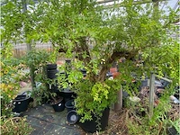 Punica (granaatappel) - afbeelding 1 van  2
