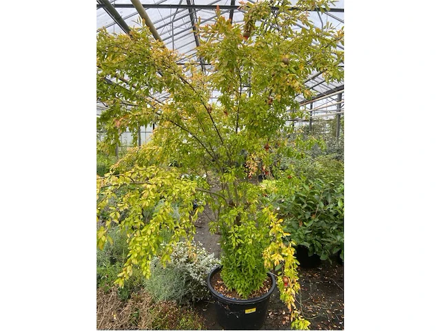 Punica (granaatappel) - afbeelding 1 van  3