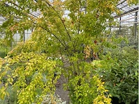 Punica (granaatappel) - afbeelding 1 van  3